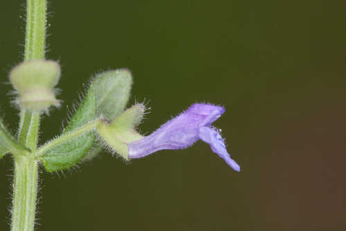 Scutellaria parvula #1